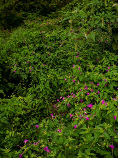 Four O'Clock Mix 50 Seeds Mirabilis Jalapa