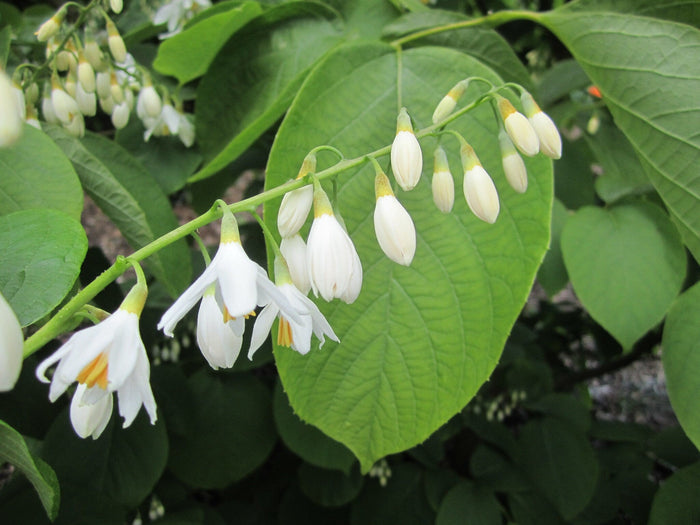 Fragrant Snowbell Styrax obassia 20 Seeds