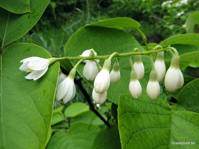 Fragrant Snowbell Styrax obassia 20 Seeds