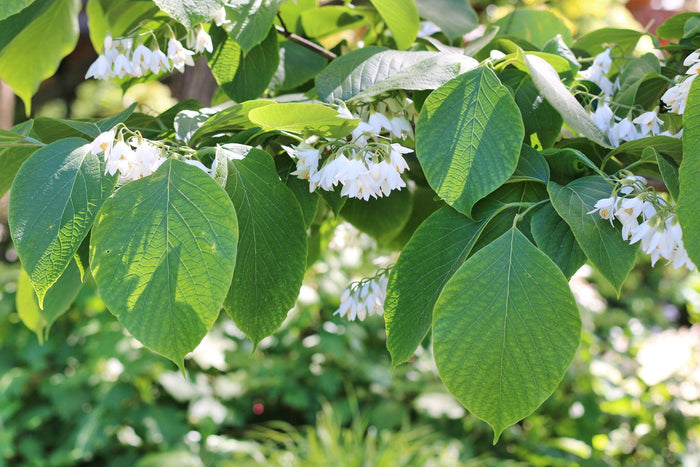 Fragrant Snowbell Styrax obassia 20 Seeds