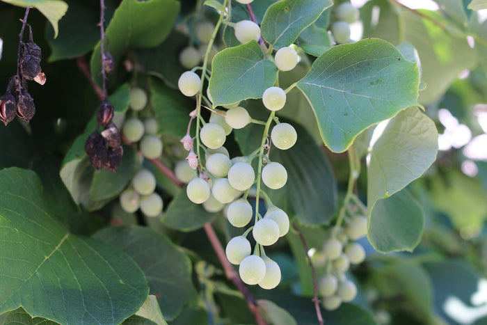 Fragrant Snowbell Styrax obassia 20 Seeds