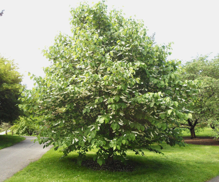 Fragrant Snowbell Styrax obassia 20 Seeds