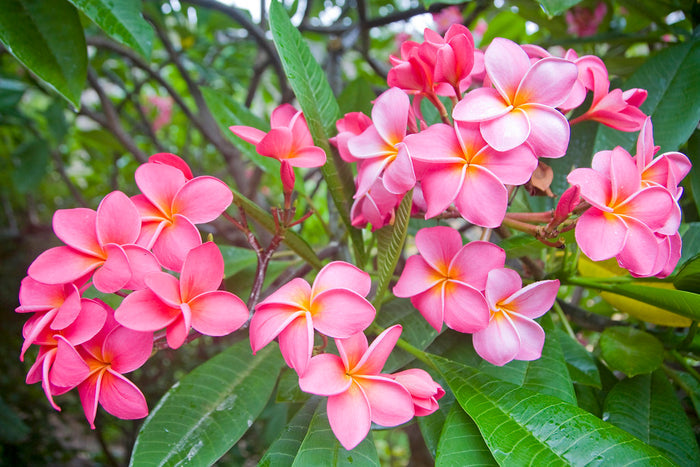 Frangipani  10 Seeds  Plumeria rubra