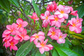 Frangipani  10 Seeds  Plumeria rubra