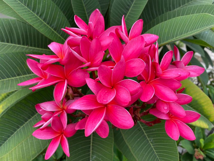 Frangipani  10 Seeds  Plumeria rubra
