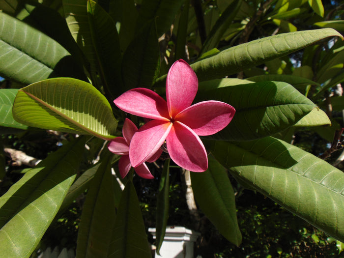 Frangipani  10 Seeds  Plumeria rubra