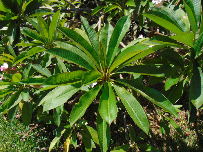 Frangipani  10 Seeds  Plumeria rubra