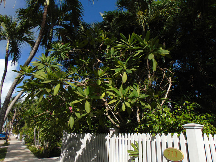 Frangipani  10 Seeds  Plumeria rubra