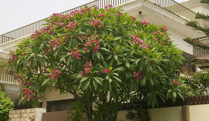 Frangipani  10 Seeds  Plumeria rubra