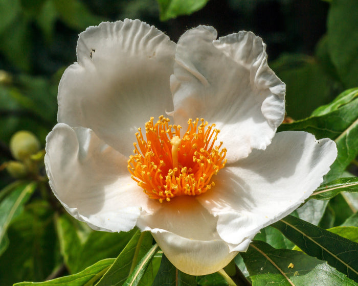 Franklin Tree Franklinia alatamaha 10 Seeds