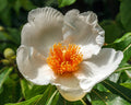 Franklin Tree Franklinia alatamaha 10 Seeds