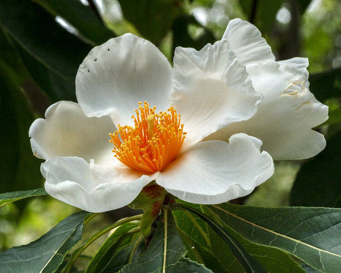 Franklin Tree Franklinia alatamaha 10 Seeds