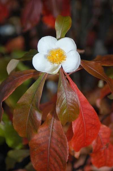 Franklin Tree Franklinia alatamaha 10 Seeds