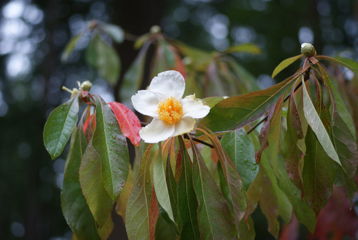Franklin Tree Franklinia alatamaha 10 Seeds