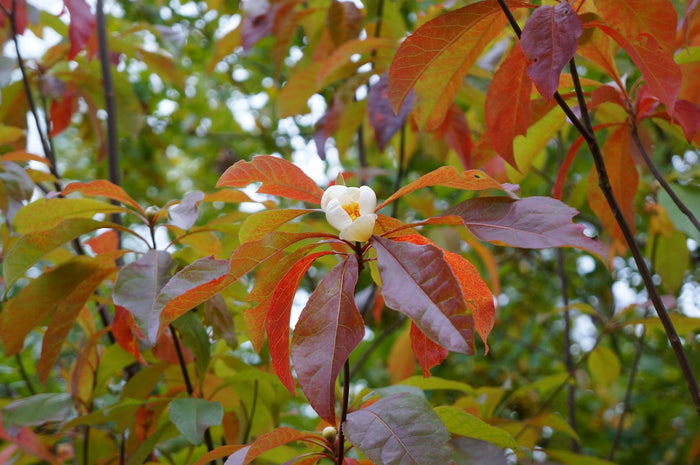 Franklin Tree Franklinia alatamaha 10 Seeds