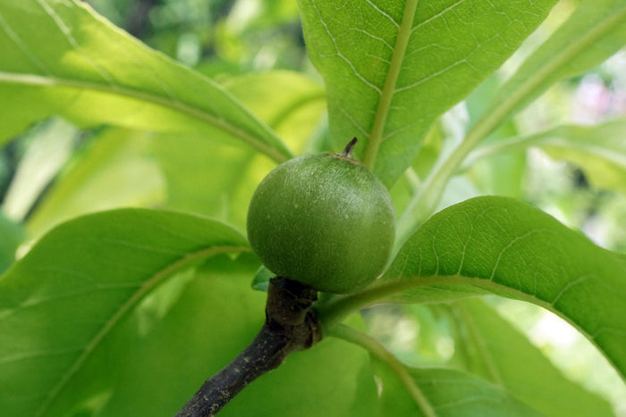 Franklin Tree Franklinia alatamaha 10 Seeds