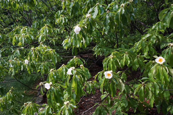 Franklin Tree Franklinia alatamaha 10 Seeds
