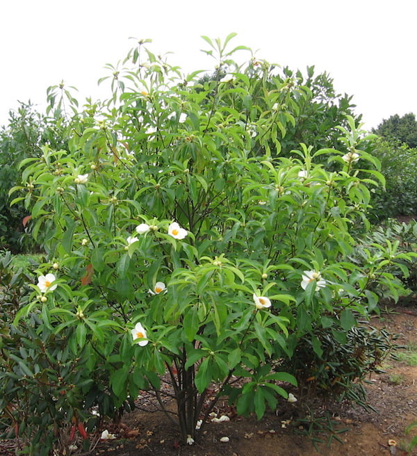 Franklin Tree Franklinia alatamaha 10 Seeds