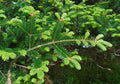 Fraser Fir Abies fraseri 100 Seeds
