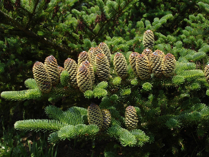 Fraser Fir Abies fraseri 100 Seeds