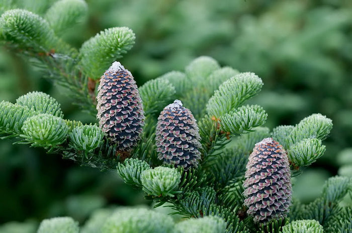 Fraser Fir Abies fraseri 100 Seeds