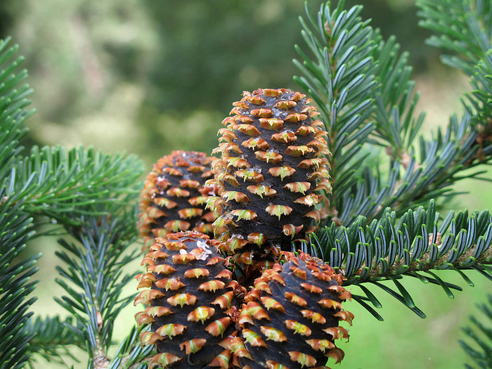 Fraser Fir Abies fraseri 100 Seeds