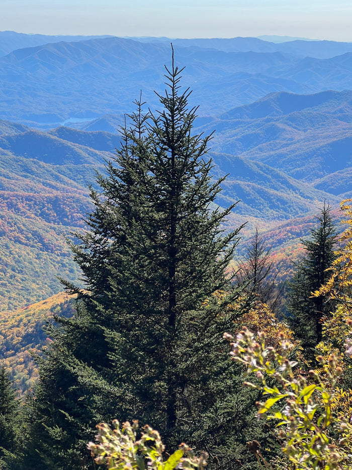 Fraser Fir Abies fraseri 100 Seeds