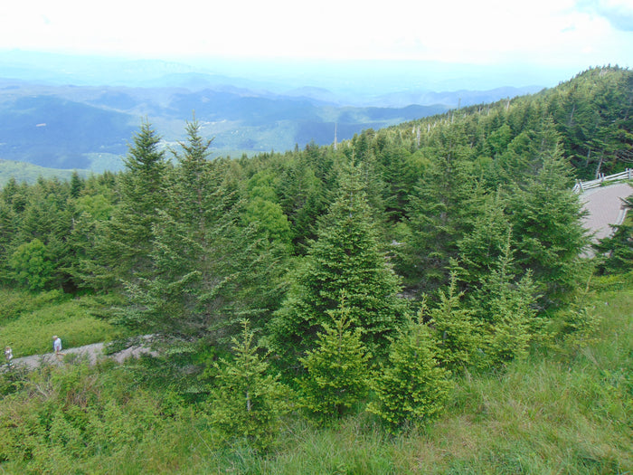 Fraser Fir Abies fraseri 100 Seeds