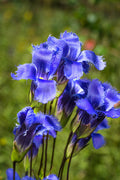 Fringed Gentian  200 Seeds  Gentianopsis crinita