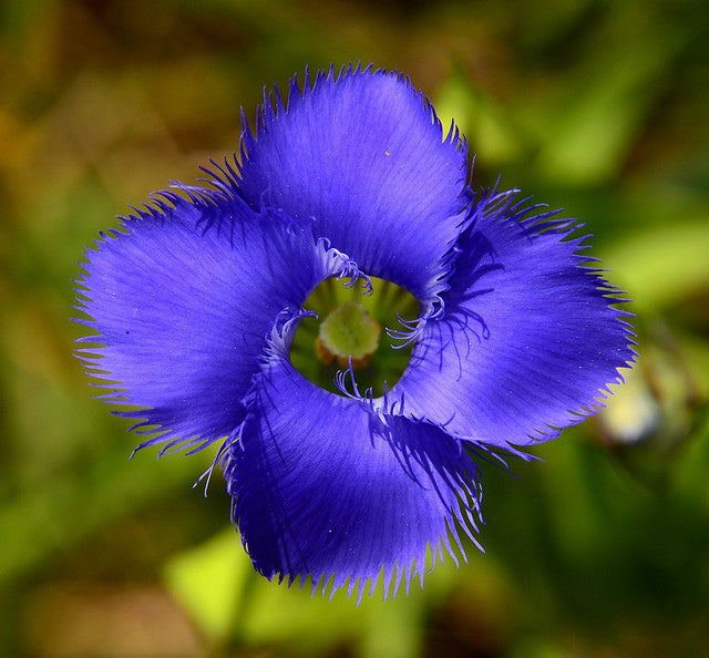 Fringed Gentian  200 Seeds  Gentianopsis crinita