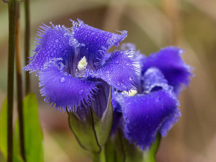 Fringed Gentian  200 Seeds  Gentianopsis crinita
