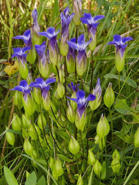 Fringed Gentian  200 Seeds  Gentianopsis crinita