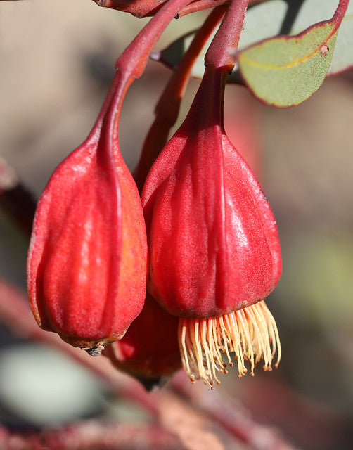 Fuchsia Gum  Eucalyptus forrestiana  120 Seeds