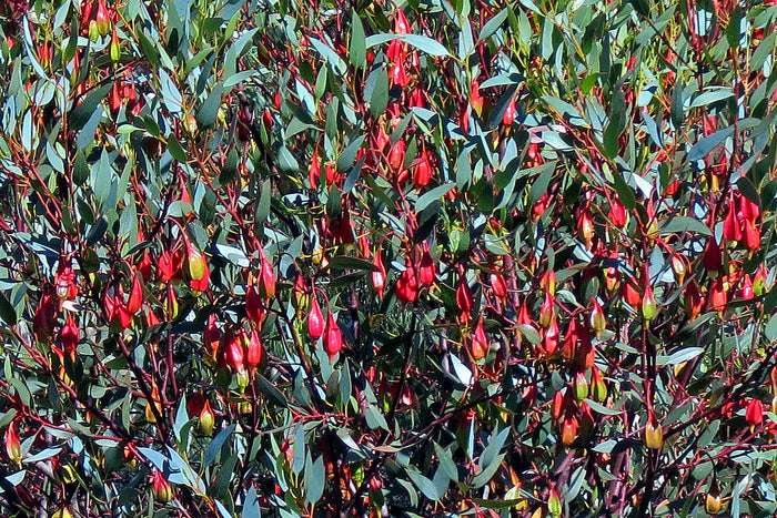 Fuchsia Gum  Eucalyptus forrestiana  120 Seeds