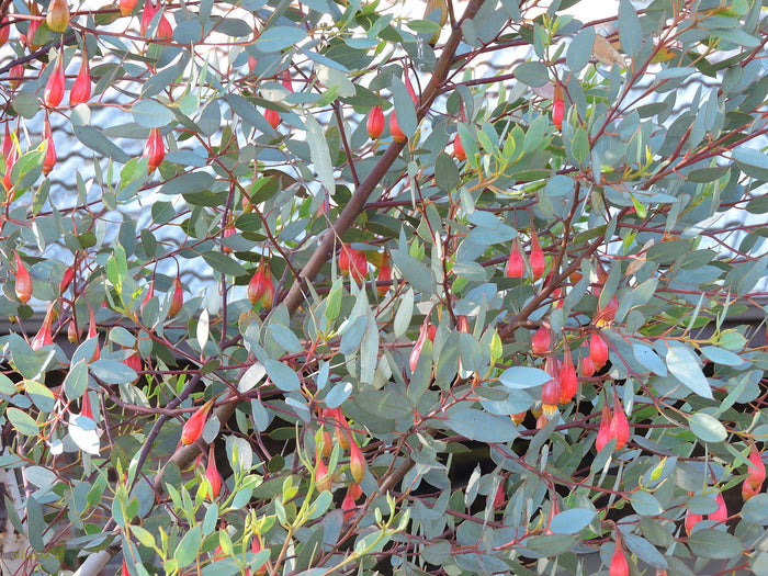 Fuchsia Gum  Eucalyptus forrestiana  120 Seeds