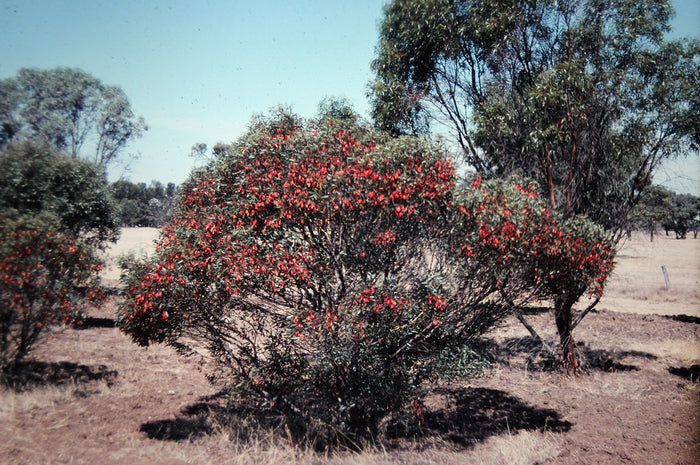Fuchsia Gum  Eucalyptus forrestiana  120 Seeds