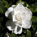 Gardenia 100 Seeds Gardenia jasminoides