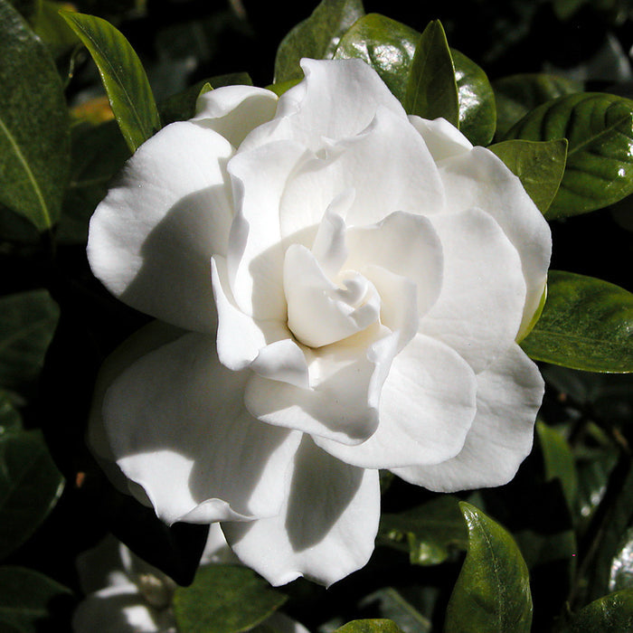 Gardenia 100 Seeds Gardenia jasminoides