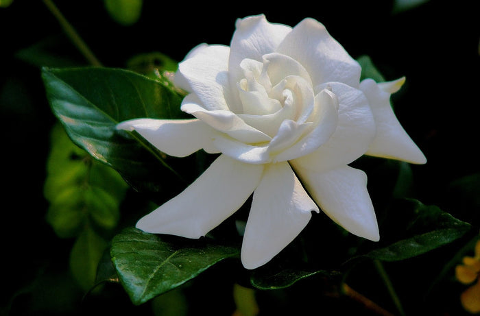 Gardenia 100 Seeds Gardenia jasminoides