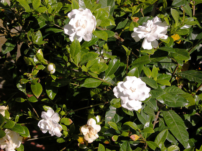 Gardenia 100 Seeds Gardenia jasminoides