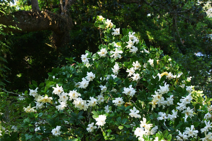 Gardenia 100 Seeds Gardenia jasminoides