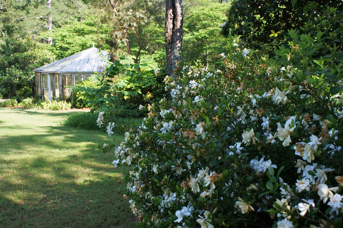 Gardenia 100 Seeds Gardenia jasminoides
