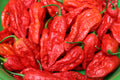 Ghost Pepper 20 Seeds Bhut Jolokia Capsicum chinense