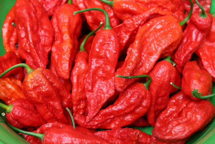 Ghost Pepper 20 Seeds Bhut Jolokia Capsicum chinense