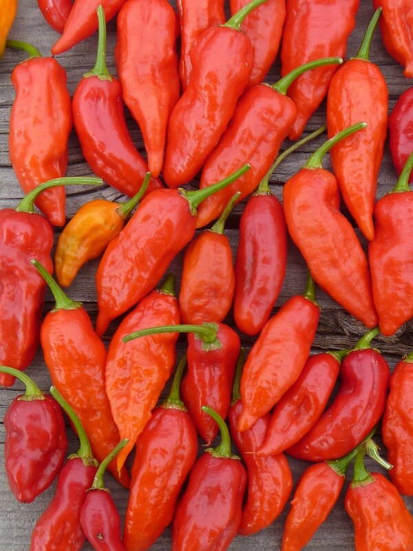 Ghost Pepper 20 Seeds Bhut Jolokia Capsicum chinense
