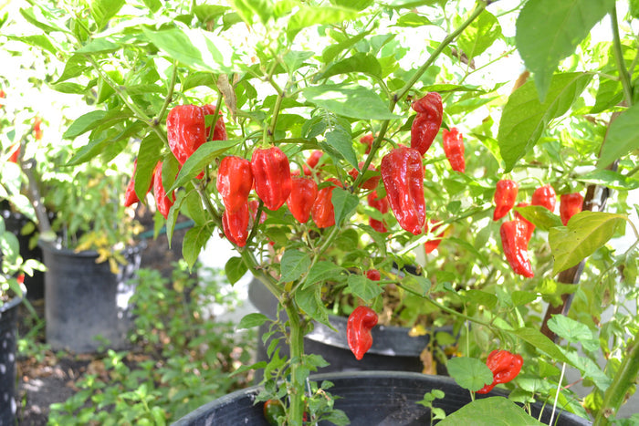 Ghost Pepper 20 Seeds Bhut Jolokia Capsicum chinense