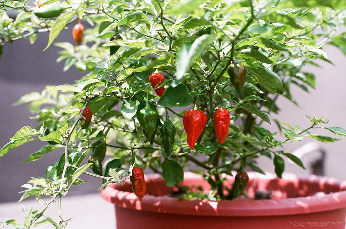 Ghost Pepper 20 Seeds Bhut Jolokia Capsicum chinense