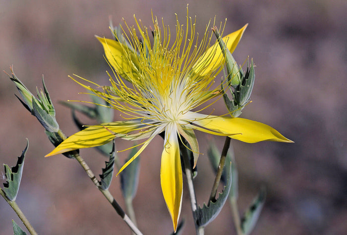 Giant Blazingstar   10 Seeds   Mentzelia laevicaulis