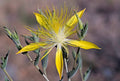 Giant Blazingstar   10 Seeds   Mentzelia laevicaulis