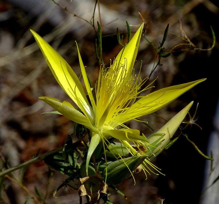 Giant Blazingstar   10 Seeds   Mentzelia laevicaulis